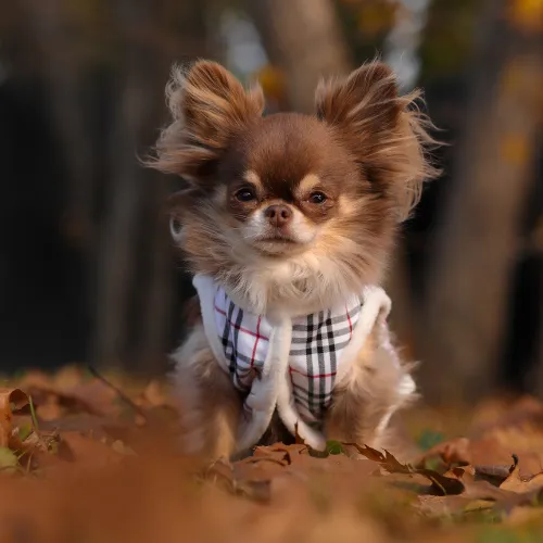 Bear Sleeveless Button-Up Jacket